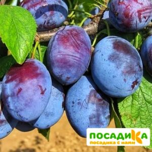 Слива Чачакская ранняя купить по цене от 229.00р. в интернет-магазине «Посадика» с доставкой почтой в в Ашае и по всей России – [изображение №1].