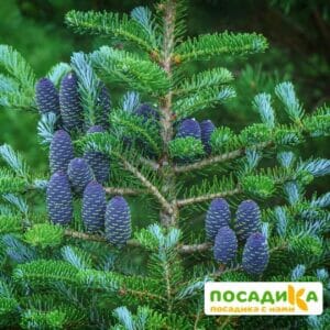 Пихта корейская (Abies koreana) купить по цене от 450.00р. в интернет-магазине «Посадика» с доставкой почтой в в Ашае и по всей России – [изображение №1].