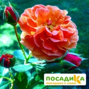 Роза Арабия купить по цене от 350.00р. в интернет-магазине «Посадика» с доставкой почтой в в Ашае и по всей России – [изображение №1].