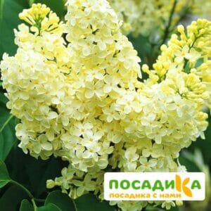 Сирень Примроуз (Primrose) купить по цене от 529.00р. в интернет-магазине «Посадика» с доставкой почтой в в Ашае и по всей России – [изображение №1].