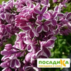 Сирень Сенсация купить по цене от 529.00р. в интернет-магазине «Посадика» с доставкой почтой в в Ашае и по всей России – [изображение №1].