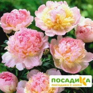 Пион Распберри Сандей (Paeonia Raspberry Sundae) купить по цене от 959р. в интернет-магазине «Посадика» с доставкой почтой в в Ашае и по всей России – [изображение №1].