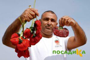 Клубника Гигант Джорнея купить по цене от 266р. в интернет-магазине «Посадика» с доставкой почтой в в Ашае и по всей России – [изображение №1].