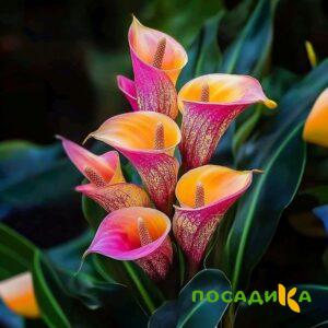 Калла Оникс купить по цене от 450р. в интернет-магазине «Посадика» с доставкой почтой в в Ашае и по всей России – [изображение №1].