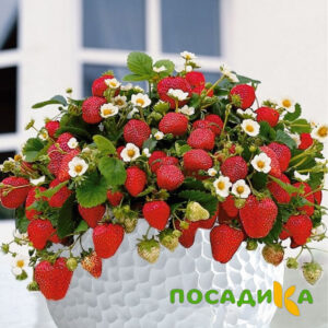 Клубника Рубиновый Шепот (горшечная) купить по цене от 240р. в интернет-магазине «Посадика» с доставкой почтой в в Ашае и по всей России – [изображение №1].