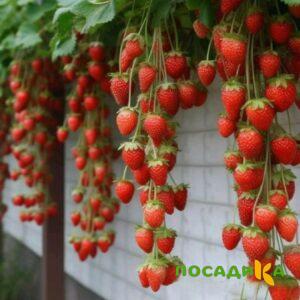 Клубника вьющаяся Комплимент купить по цене от 470р. в интернет-магазине «Посадика» с доставкой почтой в в Ашае и по всей России – [изображение №1].
