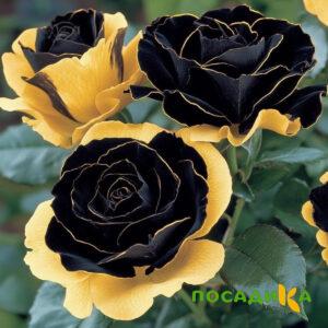 Роза Ханни Сикл купить по цене от 700р. в интернет-магазине «Посадика» с доставкой почтой в в Ашае и по всей России – [изображение №1].