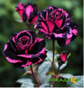Роза Багровый Шепот купить по цене от 366р. в интернет-магазине «Посадика» с доставкой почтой в в Ашае и по всей России – [изображение №1].