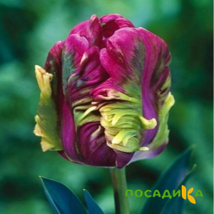 Тюльпан Экзотик Хэвен купить по цене от 186р. в интернет-магазине «Посадика» с доставкой почтой в в Ашае и по всей России – [изображение №1].