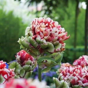 Тюльпан Дабл Флеминг Берд купить по цене от 249р. в интернет-магазине «Посадика» с доставкой почтой в в Ашае и по всей России – [изображение №1].