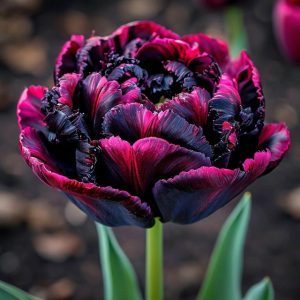 Тюльпан Фламинго купить по цене от 500р. в интернет-магазине «Посадика» с доставкой почтой в в Ашае и по всей России – [изображение №1].