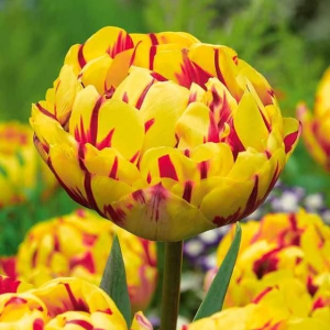 Тюльпан махровый Голден Ницц купить по цене от 361р. в интернет-магазине «Посадика» с доставкой почтой в в Ашае и по всей России – [изображение №1].