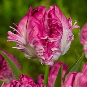 Тюльпан махровый Кул Кристал купить по цене от 400р. в интернет-магазине «Посадика» с доставкой почтой в в Ашае и по всей России – [изображение №1].