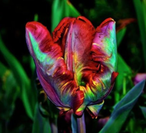 Тюльпан Эирпрайз купить по цене от 270р. в интернет-магазине «Посадика» с доставкой почтой в в Ашае и по всей России – [изображение №1].